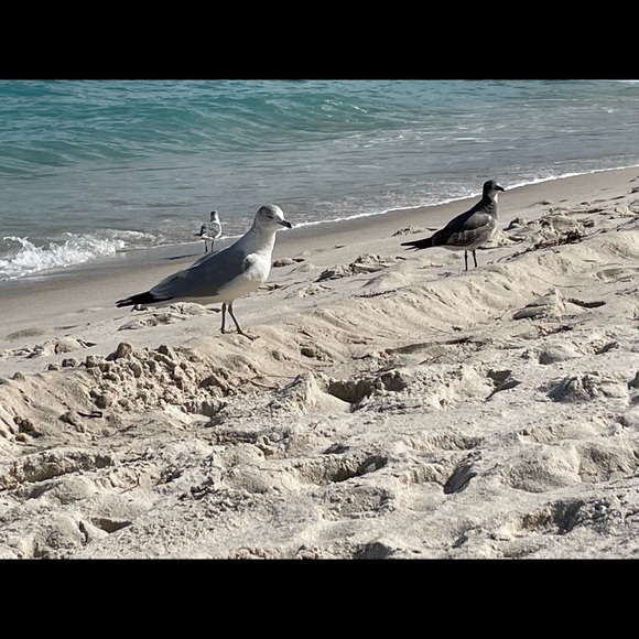 Meet your Posher, Krissy - Picture 1 of 1